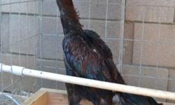 5 month old, about 5-6 lbs. (will be 7-8lbs), dark red and black breasted red, sold for breeding or legal purposes only.
I breed my Thai fowl for Style/Type.
Rooster with a long body, long legs, big broad back/thigh, and long tails. Small or big comb, but