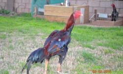 9-10 month old, about 5-6 lbs. (will be 7-8lbs), dark red and black breasted red, Spangled, sold for breeding or legal purposes only.