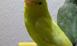 I have two parrotlets on sale. They were handfed, but are less friendly than they used to be. They are both six months old.
One yellow male is available for $110 and one green female is available for $110. Or take both for $200. Parrotlets are very quiet