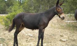 This mule colt is very agile and easy to handle. Imprinted at birth, this colt could shed to a buckskin. He will meet you at the gait.
