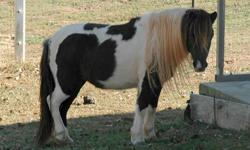 Here we have Peanut. She is a Shetland Paint Pony. Peanut has been used for the past 5 years for Children s Birthday parties. Any child can ride her. She is well behaved, and would make a great pet for someone. Peanut turned 7 years young in October, and