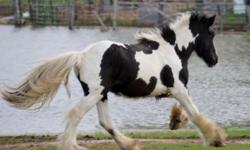 Thor is a black and white Tobiano colt, and will make a great stallion for breeding and bringing size into your herd. Or else a gentle, loving colt to be your favorite horse to ride. He would make a great 4-H project, trail rider, or any discipline you