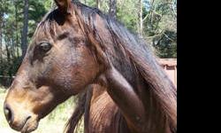 Thoroughbred - Anna Bella - Medium - Adult - Female - Horse
CHARACTERISTICS:
Breed: Thoroughbred
Size: Medium
Petfinder ID: 25224901
CONTACT:
Habitat for Horses | Hitchcock, TX | 866-434-3737
For additional information, reply to this ad or see: