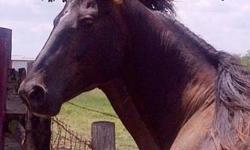 Thoroughbred - Beau - Medium - Adult - Male - Horse
CHARACTERISTICS:
Breed: Thoroughbred
Size: Medium
Petfinder ID: 20054818
ADDITIONAL INFO:
Pet has been spayed/neutered
CONTACT:
Habitat for Horses | Hitchcock, TX | 866-434-3737
For additional