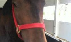 Thoroughbred - Dah Gift "gwen" - Large - Young - Female - Horse
Gwen is 7YO OTTB that was saved from slaughter 2 weeks after her last race. She is pleasant, intelligent and easy to handle. She stands at 16.1HH and is wide for a TB she easy to load, clip,