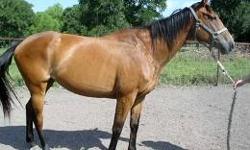 Thoroughbred - Dude (art Theif) - Medium - Young - Male - Horse
For more information or to adopt a horse please contact: [email removed] 866-434-5737 ** Reminder, HfH horses are not available for breeding or resale. Serious inquires only, you must be 18