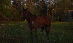I acquired Lillie in hope of returning to riding. Unfortunately, arthritis in my hips has killed that dream. She is a very sweet mare, but also spirited. Before I got her, she was shown by an experienced teenage girl hunter/jumper. She has been out to