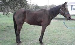 Thoroughbred - Image - Medium - Adult - Female - Horse
Image came into our rescue program on March 9, 2012. Image came from the Oklahoma City Animal Welfare Division. Image is a Beautiful, Bay, Quarter Horse, Mare. Image is estimated to be 20 years of