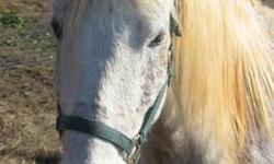 Thoroughbred - Lady Freckles - Large - Adult - Female - Horse
My name is Lady Freckles. I'm 11 YO, green broke and ready to continue my under saddle training. Let's go for a ride soon! Roanoke Valley Horse Rescue, Inc. is a non-profit 501 c 3