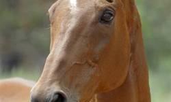 Thoroughbred - Lady - Medium - Adult - Female - Horse
Talk about a close call!
Lady came from the very last slaughterhouse in the United States, just before it shut down. She literally stood in line for her turn when the chute doors closed in front of