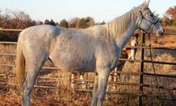 Thoroughbred - Madge - Medium - Adult - Female - Horse
Madge came into our rescue program on August 15, 2012. Madge came from Oklahoma City Animal Welfare Division as a cruelty case along with 3 other horse. Madge is a Beautiful, Gray, Quarter Horse,