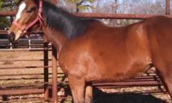 6 year old Bay Thoroughbred Mare. Is very social and loves to run. Green broke. Some ground work and has been saddled and ridden about 5 times. Is UTD on ferrier, all shots and coggins good until October. $750.00 OBO