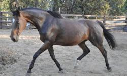 Predictablemary, '98 JC mare, proven producer of top quality warmblood prospects that SELL. She is about 16.3, just foaled a gorgeous bay pinto warmblood foal May 5th, 2013. She is open, ready to breed to the horse of your choice. Maria, as we call her,