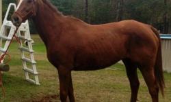 13 yr old chestnut mare. Was a track horse. She is Kid friendly. Anyone can ride. Catches easy in pasture. Easy to load and haul. Can clip and loves to be bathed she is the sweetest mare. I have ridden her in many different conditions and she never spooks