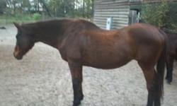 Senior Thoroughbred bay mare is in need of a good home with good pasture, good hay, and senior feed. She has a very passive personality. She could be used for very light work and a small intermediate rider or for short pack trips.
She is a 16 hand