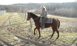 Thoroughbred - Punch - Medium - Adult - Female - Horse
Punch is a 15.2 Hand Thoroughbred mare that has been professionally trained and rides both English and western. She is the perfect size for Pony Club jumping or a fun trail ride. Great on the trail