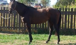 Thoroughbred - Silicone Flight Cali - Large - Adult - Female
Cali is a 16 yr old OTTB Mare that stands around 16.1 hh. She came to us as an owner surrender situation. This girl has definitely had some training on her and with a good tune up would be a