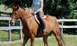 Thoroughbred - Summer - Medium - Adult - Male - Horse
SUMMER
2001 15.3h Thoroughbred gelding ~ Requires an intermediate and above rider in the ring and an experienced rider on the trails
This flashy boy has been an absolute pleasure to work with and is