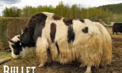 Available Now- Adult Starter Herd of Tibetan Yak
1 Bull, 1 Tame Steer, 3 Cows.
Discount if purchased together! Call and leave message for info. We will call you back.
$3000 - BULL 7 years old, many productive years left! Rare High-White Royal (piebald)