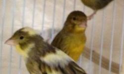 I have many beautiful canaries. They are healthy and very entertaining. I also have (which are not in my photograph) many all yellow canaries. The males will sing their way into your heart. The American Singers start at $35 while the Timbrado's are $40