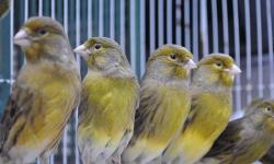 TIMBRADO CANARIES, BLUE CANARIES, YELLOW CANARIES, WHITE CANARIES, GLOSTER CANARIES. MANY VARIETY OF CANARIES TO CHOOSE FROM OVER 100.
TRADES WILL BE CONSIDERED.
SE HABLA ESPANOL
786-299-0414