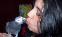 I have a male Timneh African Gray that I would like to rehome. He is a very quiet bird and does say many phrases....when he feels like it. He is not very friendly, but does warm up to females more than males. I have had him about 5 years now. He likes to