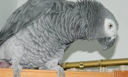 Very sweet, loving African Grey. He will let anyone hold him (which is somewhat rare for a Grey). He makes an assortment of sounds and will mimic what he hears. I haven't had time to give him so I feel he would be better with someone who could interact