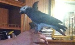 Timneh African Grey, DNA sexed female. She talks and is a funny girl. When we got her she had never been handled, we have been working with her. She needs a lot of attention and training we just don't have the time. We were told she is 6 years old . We