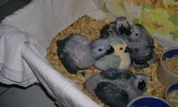Proven breeder Female(sugically sexed and endoscoped by local Certified Avian Veterinary with thumbs up check up ). Timneh African Grey wonderful,sitter and feeding brood of chicks. Very good history in incubating eggs due to hatch from other grey pairs