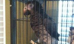 I'm selling my Timneh African Grey Parrot.
Timneh African Grey Parrots are extremely intelligent. They can learn tricks and are excellent mimickers and some are able to understand language in context ? you can actually talk with your Timneh and they will