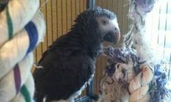 Price reduced!
'm selling my Timneh African Grey , I don't have the time to spend with my parrot. If you are interested you can text me at 832-775-5908
This ad was posted with the eBay Classifieds mobile app.