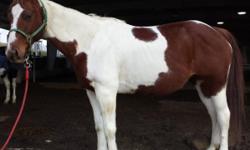 Cheyenne is a 10 year old registered Tobiano (sorrel) paint mare that loads well, clips, bathes, is good for farrier, very quiet and will make a good trail horse. She stands at 14.3 and does anything you want. We had very high hopes for her.
I bought her