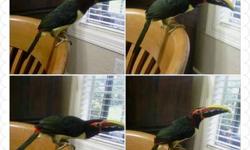 I have a three year old female Green Aracari Toucan for sale. She comes with a huge King's cage, years supply of softbill pellets, and lots of toys. She's been very loved but due to unfortunate life circumstances, I can no longer keep her. I've been her