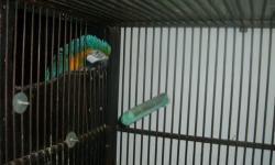would trade a pair of blue and gold macaws. male and female feed each other and go in the nest togather both talk were handable, but now love each other I can handle her shes on a stand now likes to be pet on her head she has plucked her chest he is a