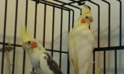 I have great pair of Cockatiels. Mama is a grey split to pied and white face. Papa is a grey split to cinnamon, pearl, pied, and white face. They are great parents and have wonderful babies with big crest. I normally get a grey, pied and a pearl in every