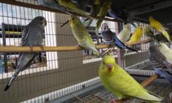 I am looking to do softbills and would like to sell or trade my parakeets. I am willing to trade for any type of finches except society. I have 4 parakeets that I would like to trade or sell.