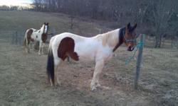 11 year old tricolor paint mare for sale. Very nice pretty, smooth gait. Stands calmly while tied and great for farrier. Does not have a lot of go. Only bad habits I can think of are walking off when mounting and stepping away only when begin saddling