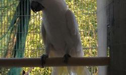 I have a 9 year old male Triton Sulpher Crested Cockatoo. He is in perfect feather. This bird is not tame and would best be used as a breeder. I would also consider a trade for a DNA tested female Lesser Sulfur Crested Cockatoo.
