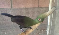 Male, 5 years old. Rare bird.
This ad was posted with the eBay Classifieds mobile app.