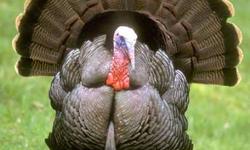 Good looking turkies, healthier, deals directly with turkey hunters. have lots of them with the least being one year old. contact me for more info.