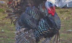 We have a pair of year old turkeys. The Hen just started laying eggs again a few days ago. We are selling them as a pair for $120. or $80. for the hen and $40. for the tom.
360-421-2302 Call- no text no e-mail