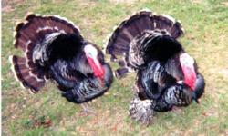 I have 4 Narragansett turkeys for sale. they are young asking $15 each for them. please call 352-897-4845