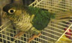 I have a female rare TURQUOISE colored Green Cheeck Conure that I can offer to you for $200. She is around 2 years old and is a proven breeder.
I also have 2 young Yellow Sided Green Cheecks, 1 male, 1 female that I can offer you for $150. They are older