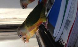 Beautiful Turquoise Green Cheek Conures are available from Diane's Parrot Place.
These Green Cheeks are great pets and not as loud as some of the other Conures. Very easy to train.
Call Diane at: 203-263-2335
Won't last long as these colored mutations are