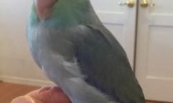 Currently hand feeding a male turquoise pied parrotlet. Very sweet and tame. Will be ready around the end of July. Asking $250 for this beautiful rare color parrotlet.
This ad was posted with the eBay Classifieds mobile app.