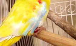 I have a very young male turquoisine parakeet for sale.
I am also looking for a female.