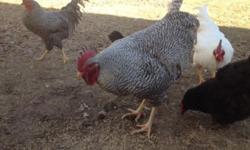 Two barred rock roosters for sale 10 dollars for both!
This ad was posted with the eBay Classifieds mobile app.