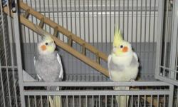two beautiful cockatiels looking for a loving home, Pepper the grey was hand raised and very friendly, loves attention. Snippy was raised by parents and very shy don't like bring held. They must go together will not separate. They have been together since