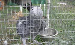 I Have Two African Grey Pair Perfect Feathers & Health.
15 Years Old. 3 Clutches A Year.
Only Selling Due To Divorce.
For More Info Please Call 4075567552
Asking 1500 Each; Cage & Nest Box Included.