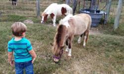 Two beautiful miniature horses for sale. They are domesticated and ready for back ridding. The male (Palomo) is 10 years old and the female (Jewel) is 2 years old. They are pinto and palomino colors, respectively. The male will be sold for $350 and the